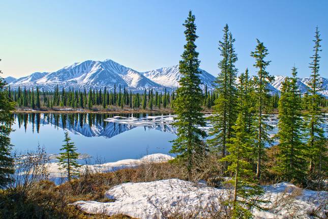 Alaska Discovery Land & Cruise featuring a 7-night Holland America Cruise (Fairbanks, AK to Vancouver, BC) (2026)