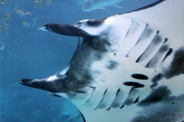 Bali, Lombok & Komodo  - 19 days