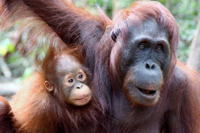 Indonesien – Die Orang-Utans im Nationalpark Tanjung Puting in Borneo