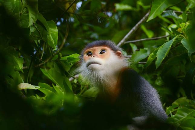Auf den Spuren der Primaten: Vietnams verborgene Dschungelschätze