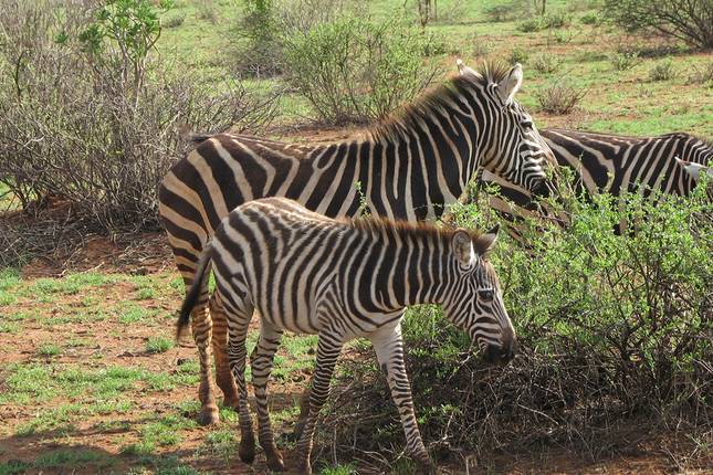 Namibia & South Africa: Epic Landscapes and Wildlife  (Johannesburg to Kruger National Park) (2026)