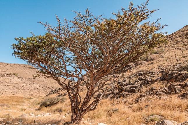 Die Weihrauchstrasse - Der Duft des Orients