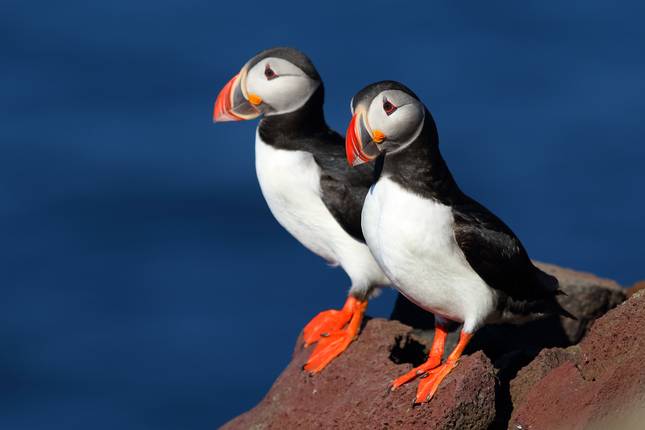 Faroe Islands Self Drive - 6 days