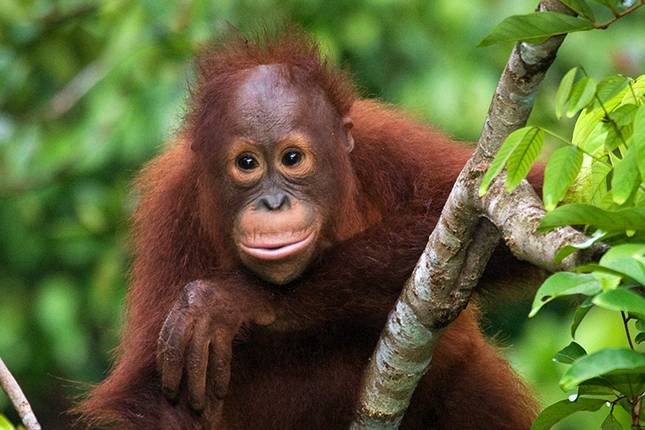 Sabah Adventure (including Kinabatangan Wildlife Sanctuary)