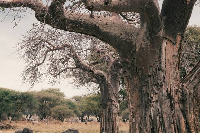 Zanzibar Safari Tour Wildebeest Migration Season