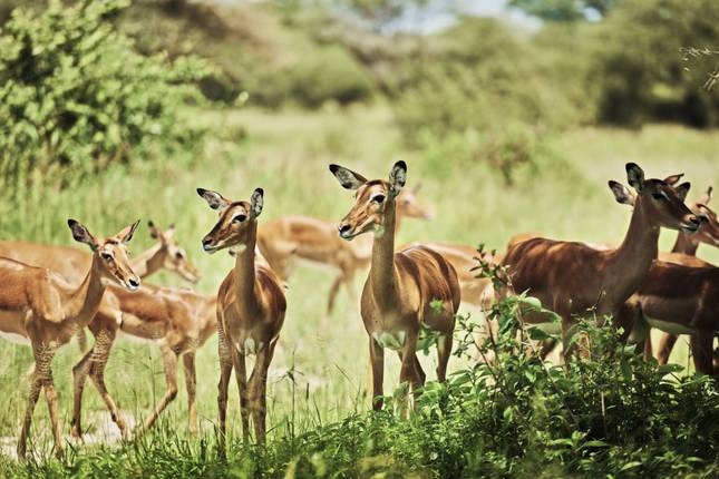 TANZANIA & ZAMBIA BIG 5 SAFARI TOUR