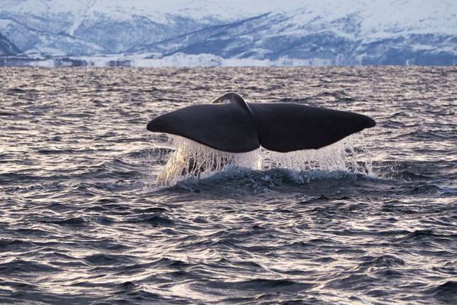 The Magic of Midwinter