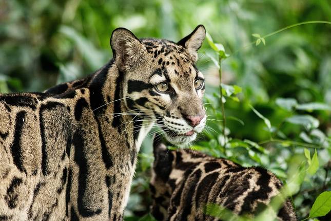 Kuala Lumpur & Borneo Explorer - 11 days