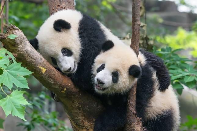 In Pursuit of Pandas