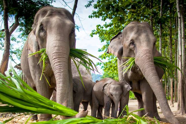 Thailand & Laos Adventure