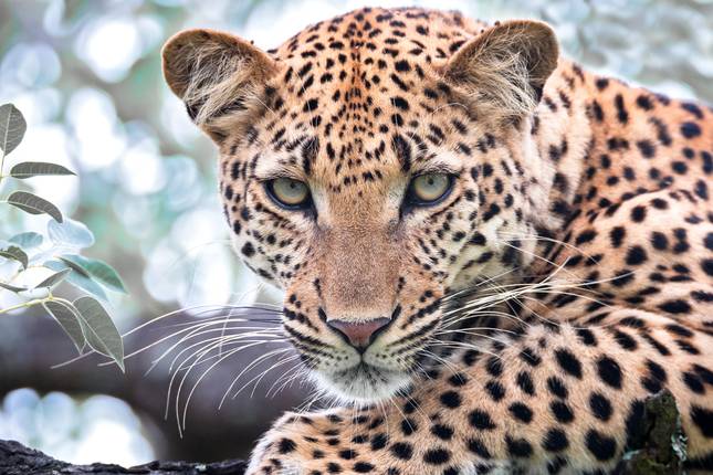 Christmas in South Africa