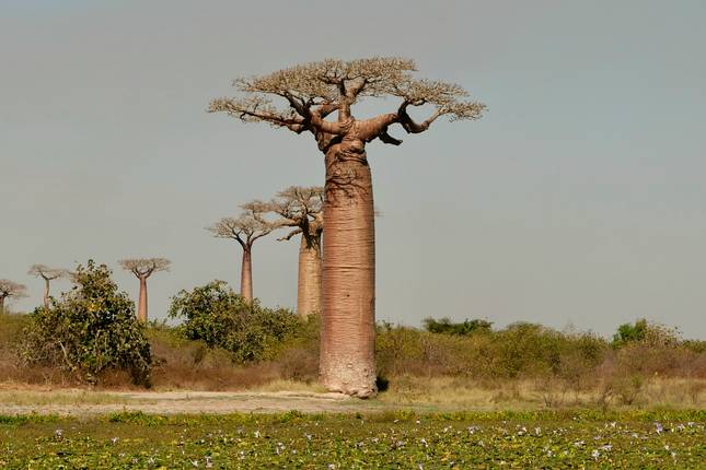 Madagascar Wildlife Adventure