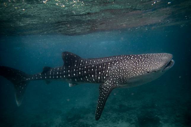 Maldives Whale Shark Conservation Cruise - 8 days