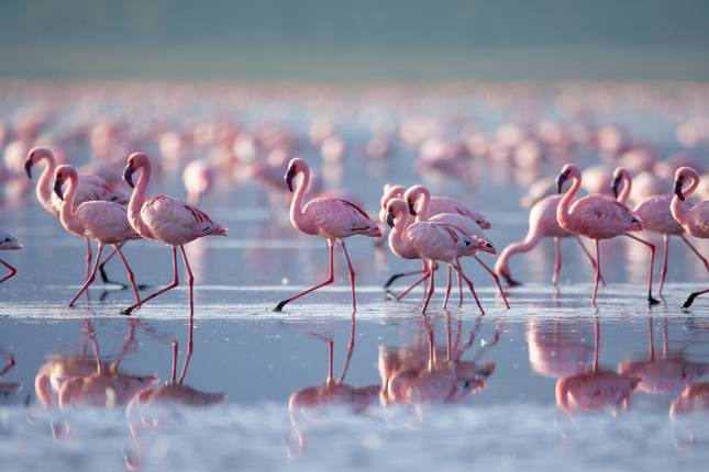 Dzika przyroda Kenii i Tanzanii: Nakuru do Serengeti