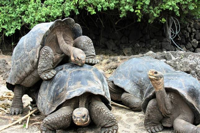 Salt flats, sacred valleys, and tropical islands: Bolivia, Peru & Ecuador W/Galápagos