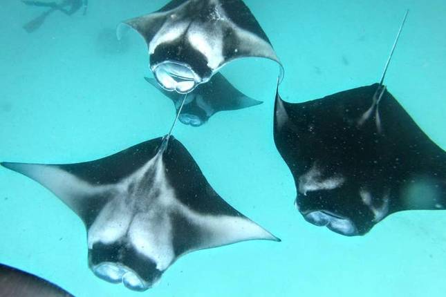 Island Hopping Maldives Adventure - 8 days