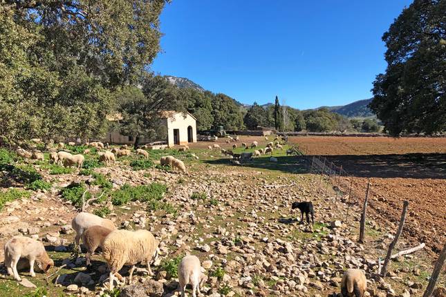 Mallorca's West Coast with Charm 5 Days