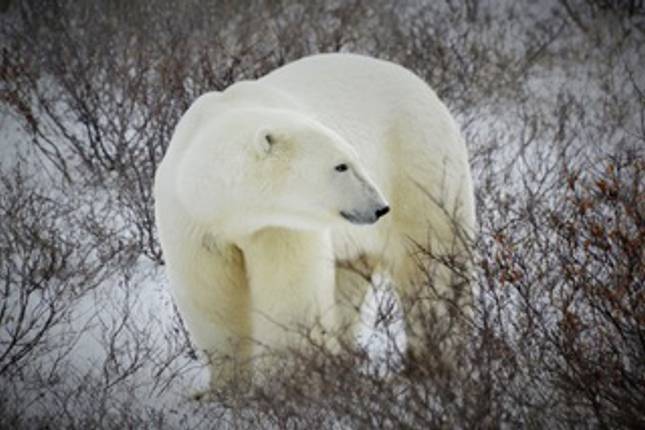 On the trail of the Ice Barbarians (5 nights)