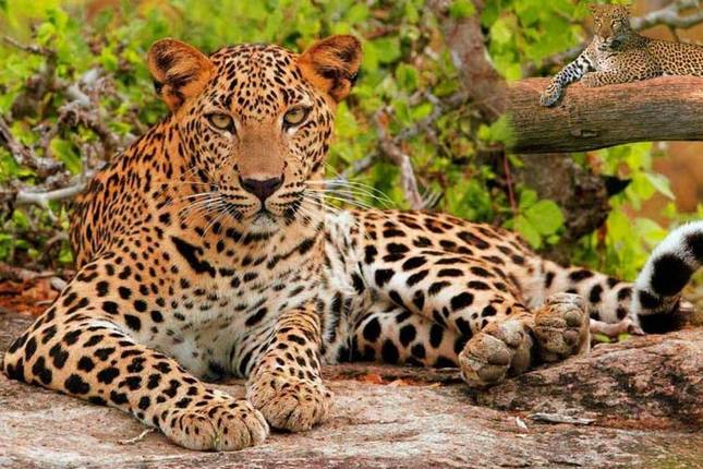 India's Golden Triangle with Leopard Safari & Sunrise Taj Mahal