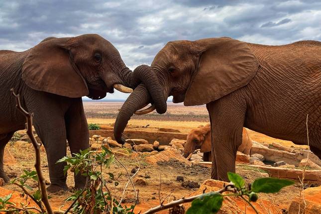 3 DAYS TSAVO EAST NATIONAL PARK ADVENTURE