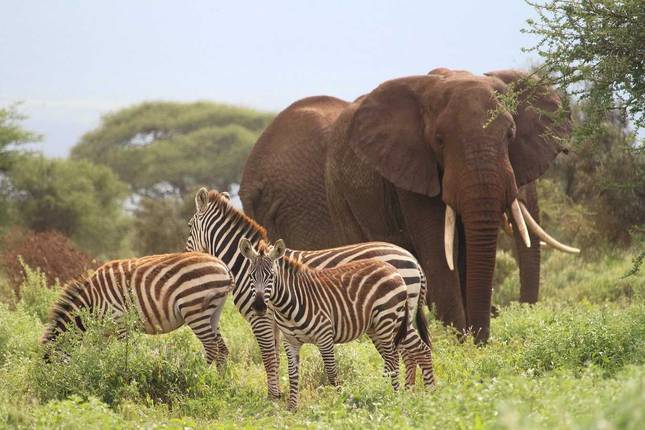 3-Day Group Joining Safari: Amboseli National Park