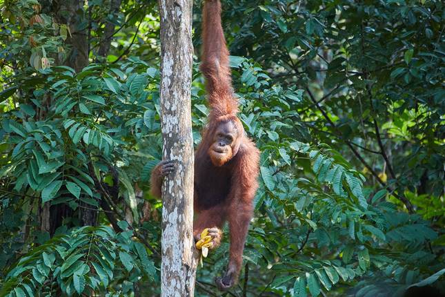 Natural Paradise Borneo