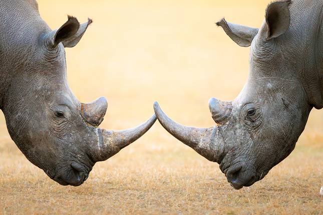 Classic Safari & Cape Town - 7 days