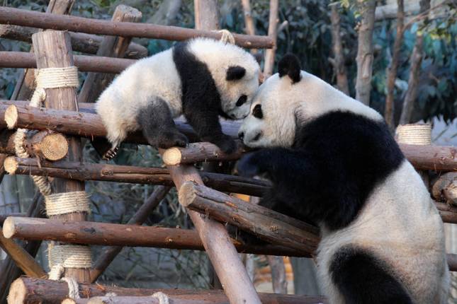 Escapada Urbana em Chengdu (Padrão) - 4 dias