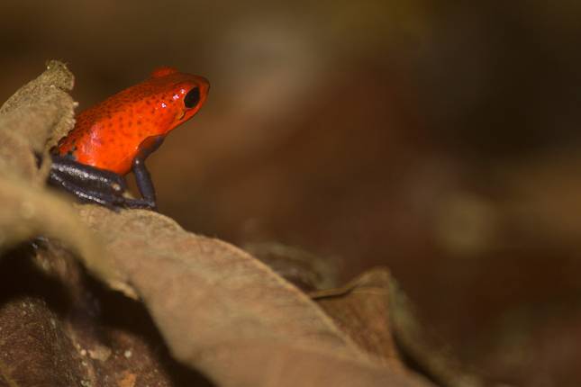 4-Day Arenal & Monteverde Essentials