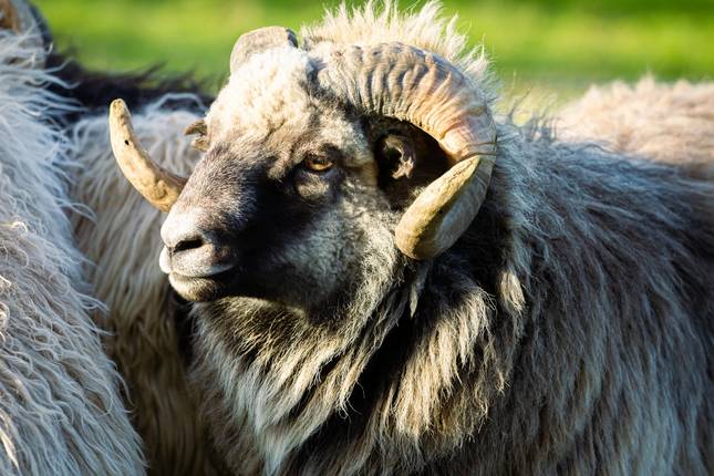 Faroe Islands - small Islands, great diversity 8 Days