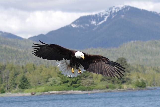 Alaska Denali, Kenai & Wrangell Adventure - 20 days