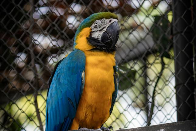 9 days Honduras Pre – Colonial & Colonial Sites