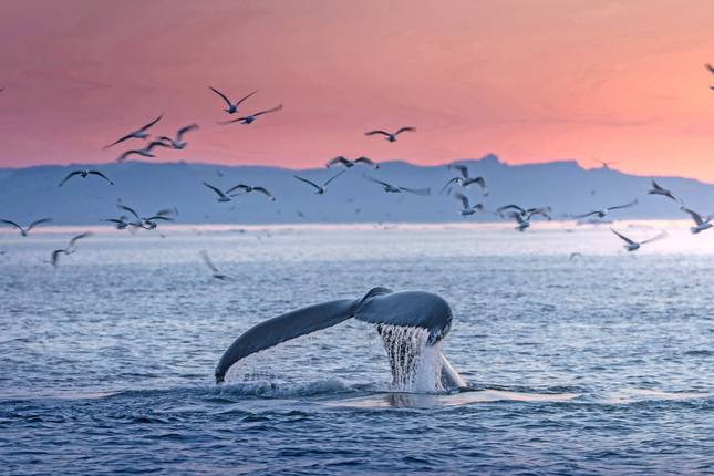 Ultimate Voyage: Greenland & Canada's Hudson Bay