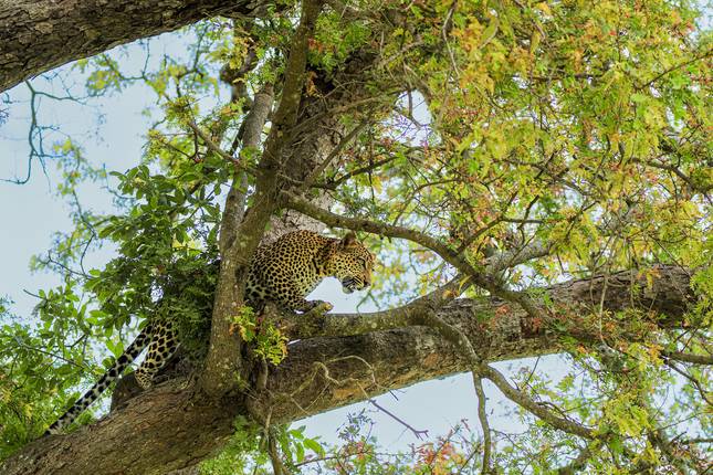 From Zanzibar: Mikumi 2-Day Safari with two private game drives
