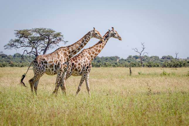 Premium Southern Africa (from Johannesburg to Chobe National Park)