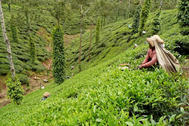 Premium North & South India