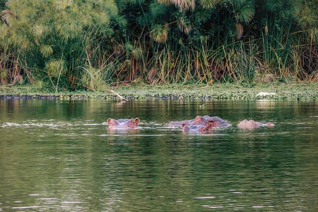 18 to 35s Epic East Africa: Gorillas, Chimps and Safaris (19 destinations)