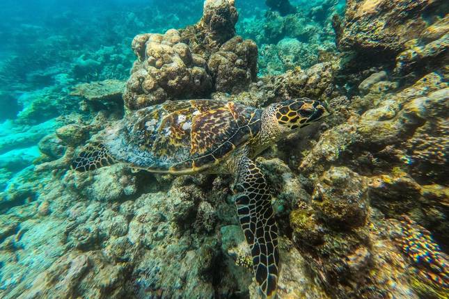 Maldives Uncovered