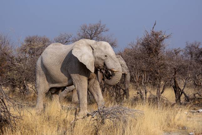 Botswana and Falls Overland: Wildlife Walks & Safari Drives