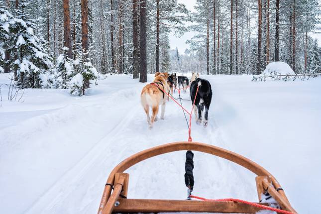 Finland Wilderness Discovery (Igloo) - 5 days Tour