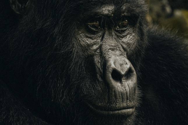 Chimpansees, wilde dieren en gorilla’s in Oeganda-rondreis