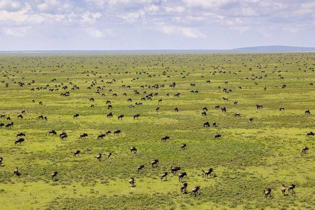 8-Day Tanzania Wildebeest Calving Safari Experience