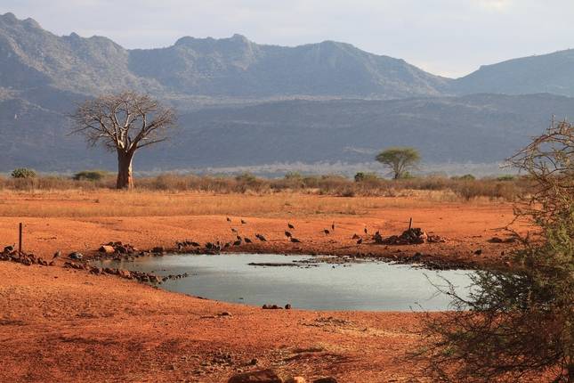 Safári de Vida Selvagem na Tanzânia