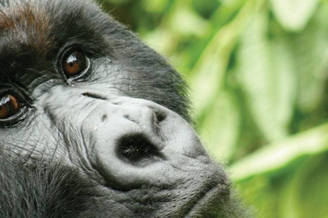 Von den Victoriafällen zu den Gorillas (34 Destinationen)