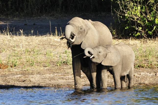 The Grand Southern Safari