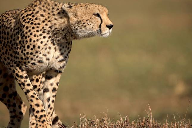 The Best Kenya Tours & Trips 2025 - Tourradar