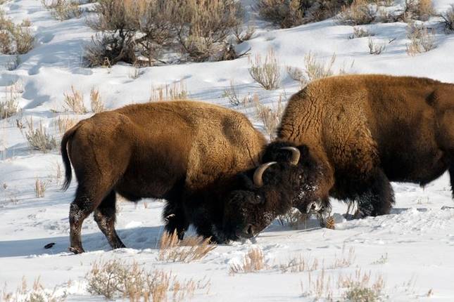 yellowstone national park tours for seniors