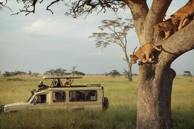 african safari holidays nz