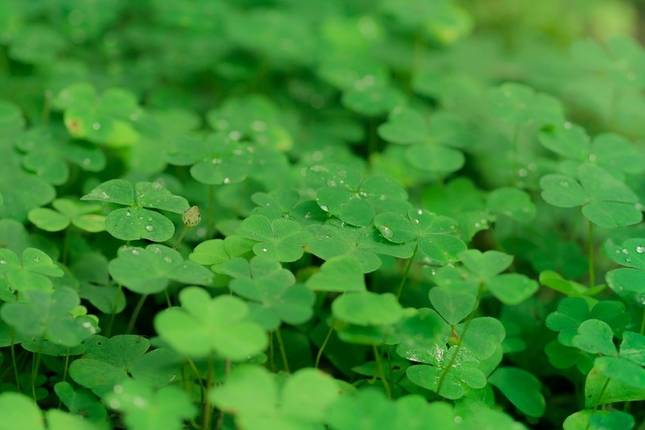 St Patrick's Day (Start Dublin)