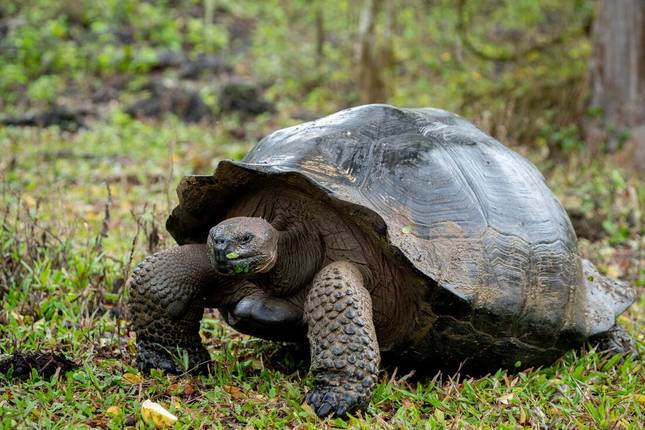 Complete Galapagos (Grand Daphne)